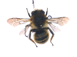  (Anthophora matopensis - KBGPE40)  @11 [ ] CreativeCommons - Attribution Non-Commercial Share-Alike (2018) Unspecified Agriculatural Research Council