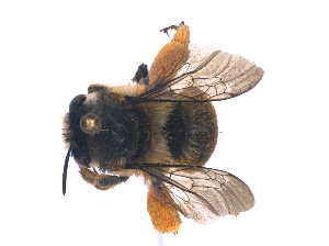  (Anthophora ruficaudis - KBGPE42)  @11 [ ] CreativeCommons - Attribution Non-Commercial Share-Alike (2018) Unspecified Agriculatural Research Council