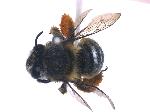  (Anthophora praecox - KBGPE38)  @11 [ ] CreativeCommons - Attribution Non-Commercial Share-Alike (2018) Unspecified Agriculatural Research Council