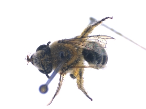  (Colletes tinctulus - KBGPE77)  @11 [ ] CreativeCommons - Attribution Non-Commercial Share-Alike (2018) Unspecified Agriculatural Research Council