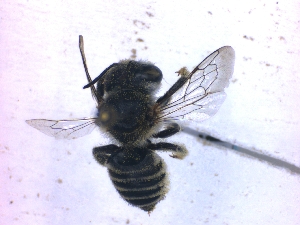  (Megachile venusta - KBGPE101)  @11 [ ] CreativeCommons - Attribution Non-Commercial Share-Alike (2018) Unspecified Agriculatural Research Council