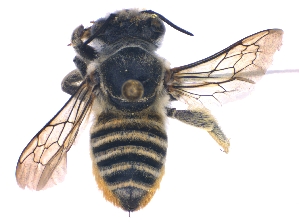  (Megachile aurifera - KBGPE90)  @11 [ ] CreativeCommons - Attribution Non-Commercial Share-Alike (2018) Unspecified Agriculatural Research Council