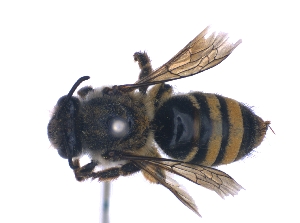  (Colletes fasciatus - KBGPE73)  @11 [ ] CreativeCommons - Attribution Non-Commercial Share-Alike (2018) Unspecified Agriculatural Research Council