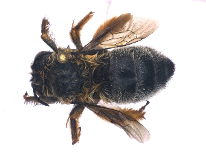  (Anthophora schultzei - KBGPE210)  @13 [ ] CreativeCommons - Attribution Non-Commercial Share-Alike (2018) Unspecified Agriculatural Research Council