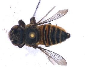  (Megachile basalis - KBGPE170)  @11 [ ] CreativeCommons - Attribution Non-Commercial Share-Alike (2018) Unspecified Agriculatural Research Council
