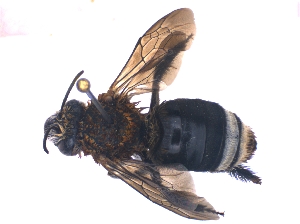  (Eucera caudata - KBGPE150)  @11 [ ] CreativeCommons - Attribution Non-Commercial Share-Alike (2018) Unspecified Agriculatural Research Council