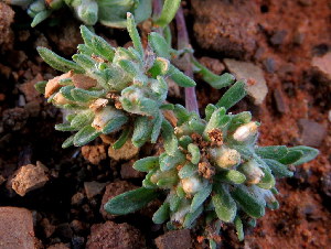  (Helichrysum leontonyx - KBGPP193)  @11 [ ] CreativeCommons - Attribution Non-Commercial Share-Alike (2018) Unspecified Compton Herbarium