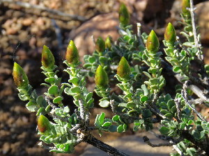  (Pteronia adenocarpa - KBGPP214)  @11 [ ] CreativeCommons - Attribution Non-Commercial Share-Alike (2018) Unspecified Compton Herbarium