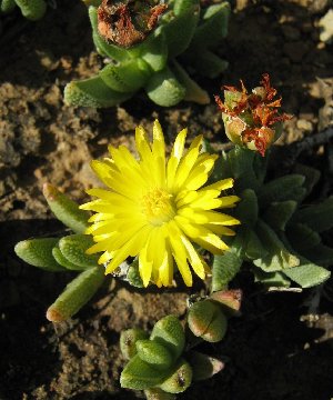  (Chasmatophyllum - KBGPP163)  @11 [ ] CreativeCommons - Attribution Non-Commercial Share-Alike (2018) Unspecified Compton Herbarium