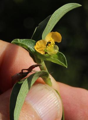  ( - KBGPP20)  @11 [ ] CreativeCommons - Attribution Non-Commercial Share-Alike (2018) Unspecified Compton Herbarium