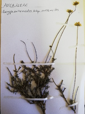  (Euryops anthemoides - KBGPP25)  @11 [ ] CreativeCommons - Attribution Non-Commercial Share-Alike (2018) Unspecified Compton Herbarium