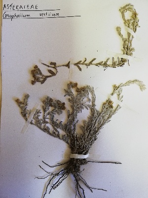 (Gnaphalium vestitum - KBGPP26)  @11 [ ] CreativeCommons - Attribution Non-Commercial Share-Alike (2018) Unspecified Compton Herbarium