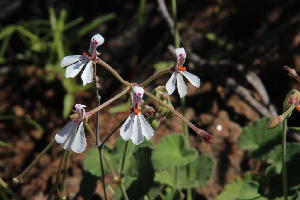  (Pelargonium dichondrifolium - KBGPP27)  @11 [ ] CreativeCommons - Attribution Non-Commercial Share-Alike (2018) Unspecified Compton Herbarium