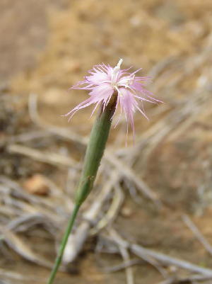  (Dianthus micropetalus - KBGPP254)  @11 [ ] CreativeCommons - Attribution Non-Commercial Share-Alike (2018) Unspecified Compton Herbarium