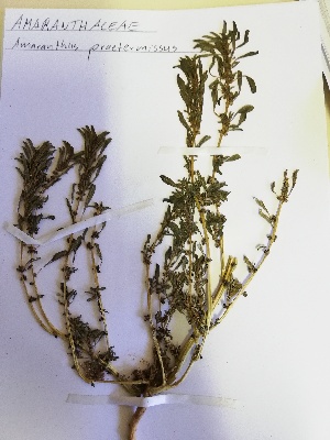  (Amaranthus praetermissus - KBGPP259)  @11 [ ] CreativeCommons - Attribution Non-Commercial Share-Alike (2018) Unspecified Compton Herbarium