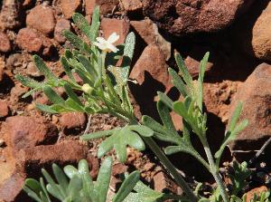  ( - KBGPP57)  @11 [ ] CreativeCommons - Attribution Non-Commercial Share-Alike (2018) Unspecified Compton Herbarium