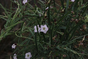  (Convolvulus - KBGPP284)  @11 [ ] CreativeCommons - Attribution Non-Commercial Share-Alike (2018) Unspecified Compton Herbarium