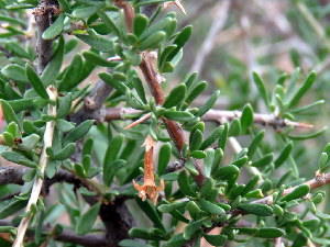  ( - KBGPP129)  @11 [ ] CreativeCommons - Attribution Non-Commercial Share-Alike (2018) Unspecified Compton Herbarium