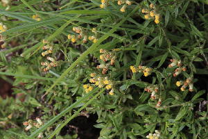  (Helichrysum dregeanum - KBGPP55)  @11 [ ] CreativeCommons - Attribution Non-Commercial Share-Alike (2018) Unspecified Compton Herbarium