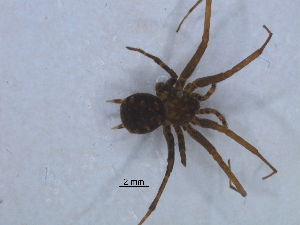  ( - KBGPS126)  @11 [ ] CreativeCommons - Attribution Non-Commercial Share-Alike (2018) Unspecified National Collection of Arachnida (NCA)