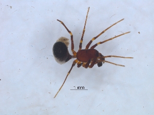  ( - KBGPS136)  @11 [ ] CreativeCommons - Attribution Non-Commercial Share-Alike (2018) Unspecified National Collection of Arachnida (NCA)
