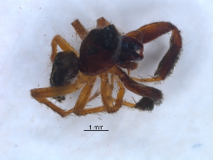  ( - KBGPS196)  @11 [ ] CreativeCommons - Attribution Non-Commercial Share-Alike (2018) Unspecified National Collection of Arachnida (NCA)