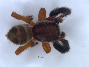  ( - KBGPS195)  @11 [ ] CreativeCommons - Attribution Non-Commercial Share-Alike (2018) Unspecified National Collection of Arachnida (NCA)