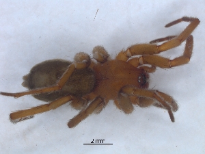  ( - KBGPS150)  @11 [ ] CreativeCommons - Attribution Non-Commercial Share-Alike (2018) Unspecified National Collection of Arachnida (NCA)