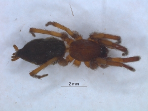  (Xerophaeus zuluensis - KBGPS148)  @11 [ ] CreativeCommons - Attribution Non-Commercial Share-Alike (2018) Unspecified National Collection of Arachnida (NCA)