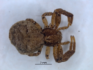  (Xysticus havilandi - KBGPS156)  @11 [ ] CreativeCommons - Attribution Non-Commercial Share-Alike (2018) Unspecified National Collection of Arachnida (NCA)