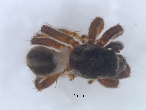  ( - KBGPS124)  @11 [ ] CreativeCommons - Attribution Non-Commercial Share-Alike (2018) Unspecified National Collection of Arachnida (NCA)