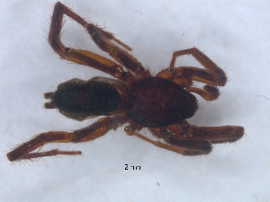  ( - KBGPS189)  @11 [ ] CreativeCommons - Attribution Non-Commercial Share-Alike (2018) Unspecified National Collection of Arachnida (NCA)
