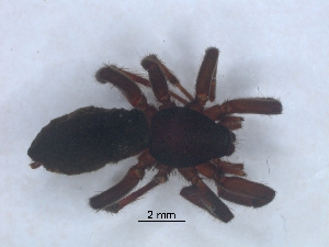  ( - KBGPS191)  @11 [ ] CreativeCommons - Attribution Non-Commercial Share-Alike (2018) Unspecified National Collection of Arachnida (NCA)