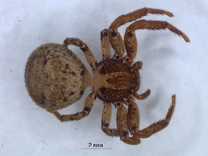  ( - KBGPS159)  @11 [ ] CreativeCommons - Attribution Non-Commercial Share-Alike (2018) Unspecified National Collection of Arachnida (NCA)