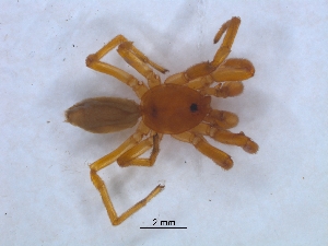  (Caponia simoni - KBGPS137)  @11 [ ] CreativeCommons - Attribution Non-Commercial Share-Alike (2018) Unspecified National Collection of Arachnida (NCA)