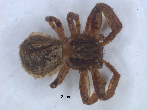  ( - KBGPS157)  @11 [ ] CreativeCommons - Attribution Non-Commercial Share-Alike (2018) Unspecified National Collection of Arachnida (NCA)