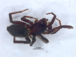  (Zelotes fuligineus - KBGPS187)  @11 [ ] CreativeCommons - Attribution Non-Commercial Share-Alike (2018) Unspecified National Collection of Arachnida (NCA)