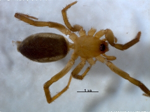  (Setaphis subtilis - KBGPS168)  @11 [ ] CreativeCommons - Attribution Non-Commercial Share-Alike (2018) Unspecified National Collection of Arachnida (NCA)