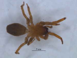  ( - KBGPS141)  @11 [ ] CreativeCommons - Attribution Non-Commercial Share-Alike (2018) Unspecified National Collection of Arachnida (NCA)