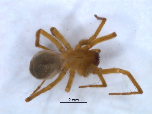  ( - KBGPS185)  @11 [ ] CreativeCommons - Attribution Non-Commercial Share-Alike (2018) Unspecified National Collection of Arachnida (NCA)