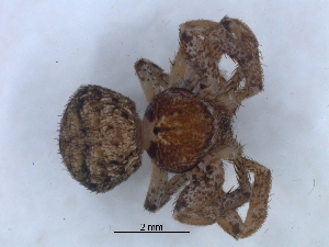  ( - KBGPS158)  @11 [ ] CreativeCommons - Attribution Non-Commercial Share-Alike (2018) Unspecified National Collection of Arachnida (NCA)