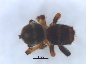  ( - KBGPS194)  @11 [ ] CreativeCommons - Attribution Non-Commercial Share-Alike (2018) Unspecified National Collection of Arachnida (NCA)