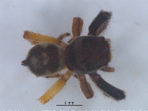  ( - KBGPS192)  @11 [ ] CreativeCommons - Attribution Non-Commercial Share-Alike (2018) Unspecified National Collection of Arachnida (NCA)