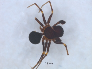  ( - KBGPS97)  @11 [ ] CreativeCommons - Attribution Non-Commercial Share-Alike (2018) Unspecified National Collection of Arachnida (NCA)