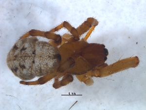  (Nemoscolus tubicola - KBGPS92)  @11 [ ] CreativeCommons - Attribution Non-Commercial Share-Alike (2018) Unspecified National Collection of Arachnida (NCA)
