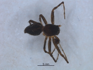  ( - KBGPS115)  @11 [ ] CreativeCommons - Attribution Non-Commercial Share-Alike (2018) Unspecified National Collection of Arachnida (NCA)