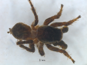  ( - KBGPS213)  @11 [ ] CreativeCommons - Attribution Non-Commercial Share-Alike (2018) Unspecified National Collection of Arachnida (NCA)