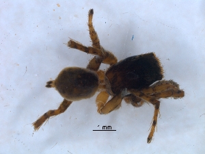  ( - KBGPS221)  @11 [ ] CreativeCommons - Attribution Non-Commercial Share-Alike (2018) Unspecified National Collection of Arachnida (NCA)