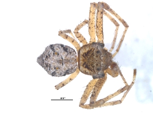  (Pherecydes tuberculatus - KBGPS50)  @11 [ ] CreativeCommons - Attribution Non-Commercial Share-Alike (2018) Unspecified National Collection of Arachnida (NCA)