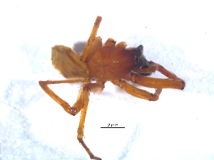  (Drassodes stationis - KBGPS49)  @11 [ ] CreativeCommons - Attribution Non-Commercial Share-Alike (2018) Unspecified National Collection of Arachnida (NCA)